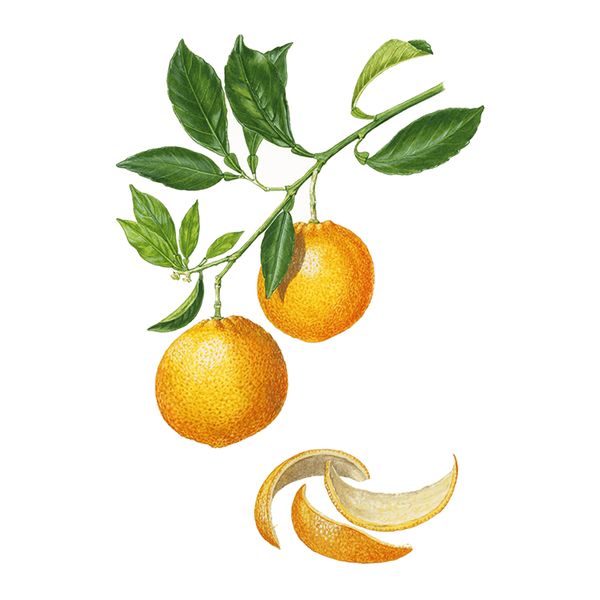 Essences d'agrumes - Orange douce