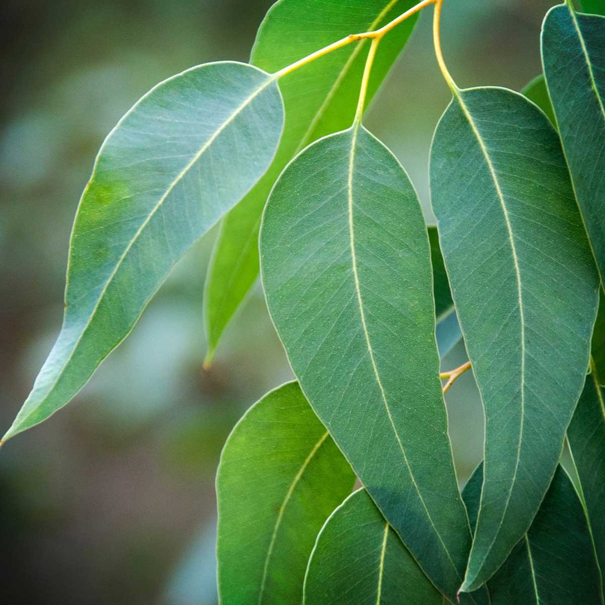 nos valeurs puressentiel eucalyptus
