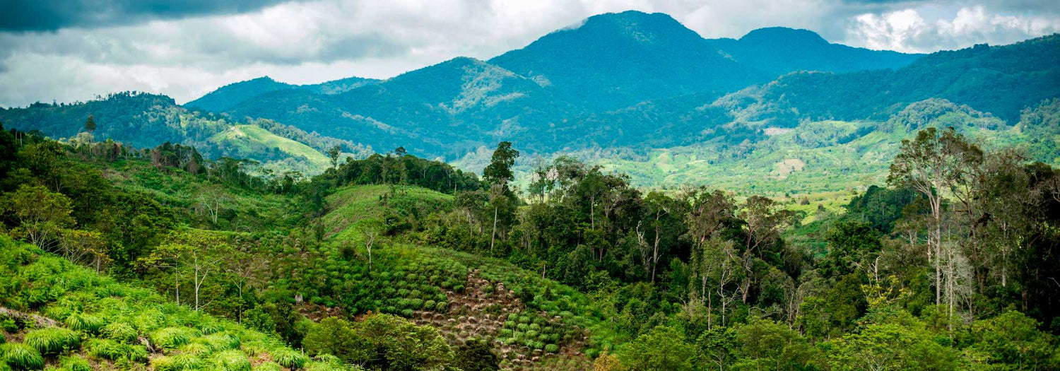 fondation puressentiel bilan 2020