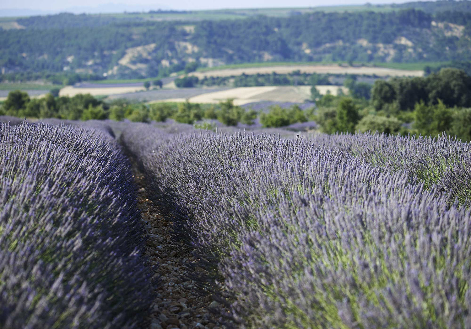 champ lavande made in france charte pure qualité puressentiel