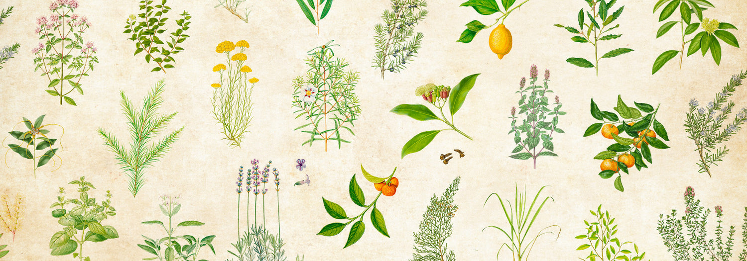 herbier aromatique puressentiel