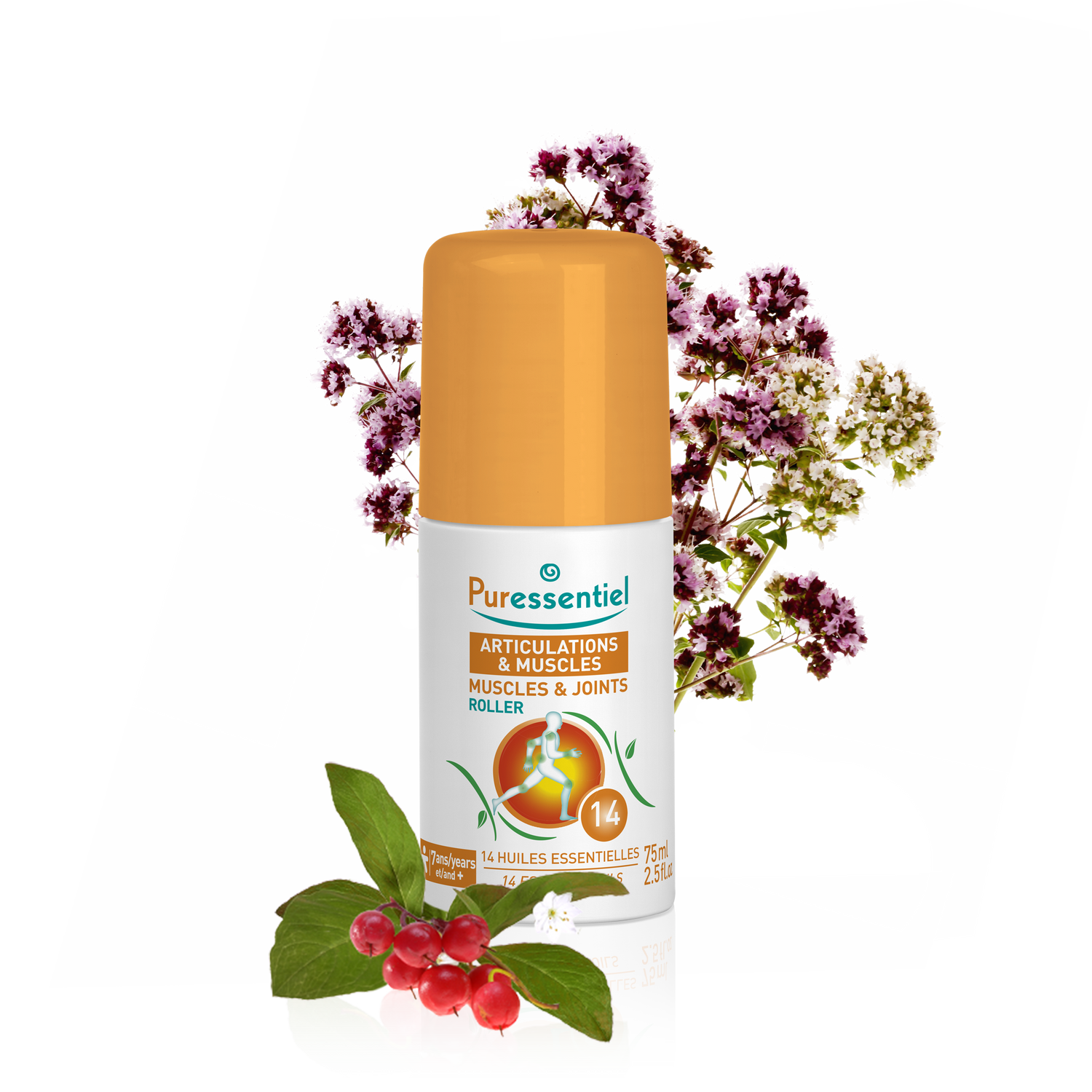 Roller Articulations & Muscles