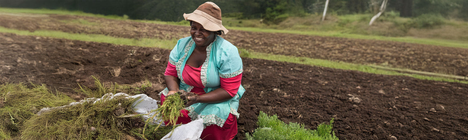 Huile essentielle de Tea Tree : usages, vertus et précautions