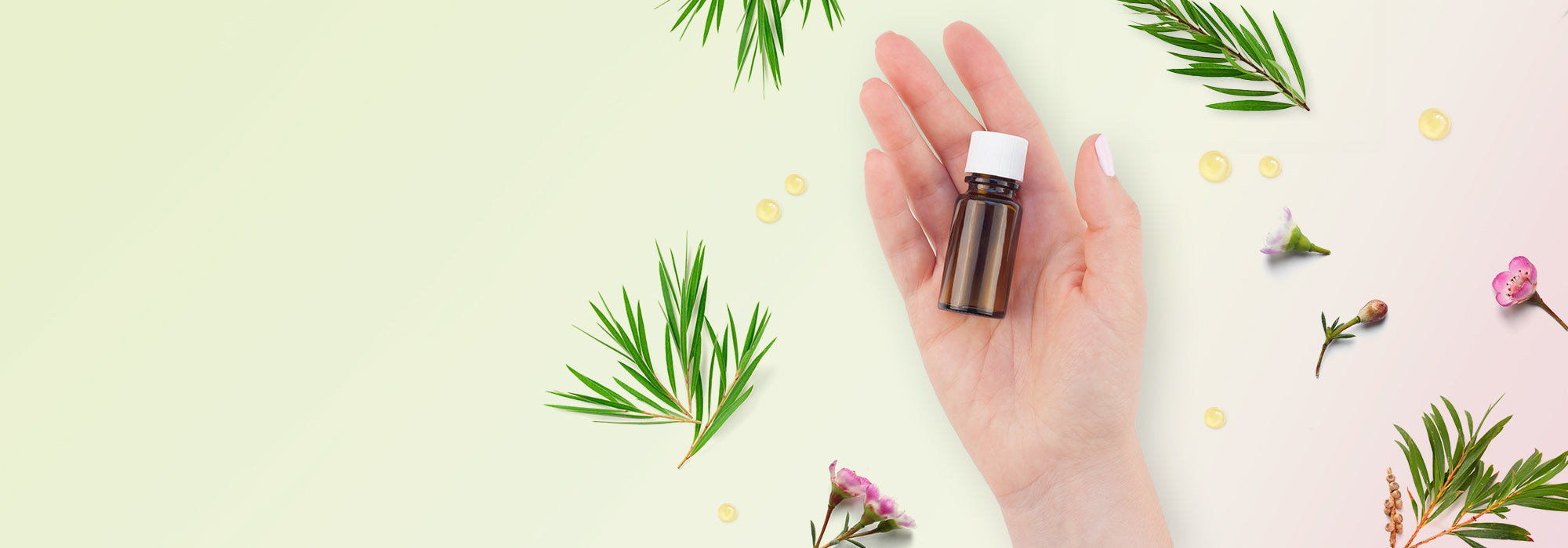 Huile essentielle de tea tree : usages, vertus et précautions
