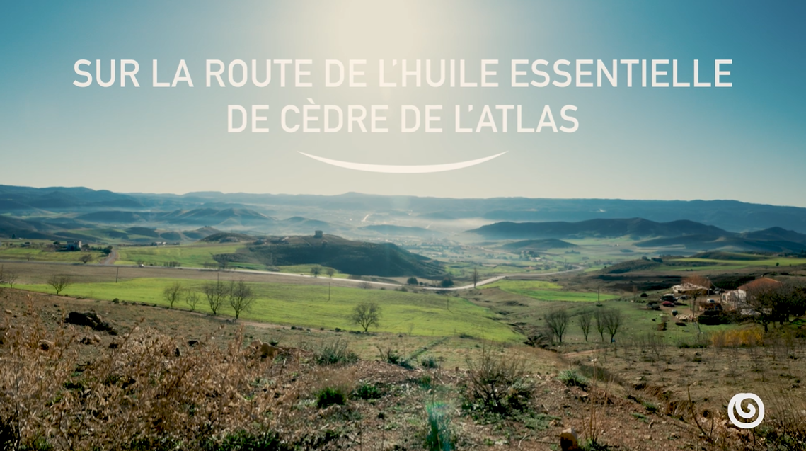 Charger la vidéo: Dans cette vidéo, nous partons sur la route du cèdre de l'Atlas. Découvrez les producteurs et leurs façon de produire l'huile essentielle de cèdre de l'Atlas.