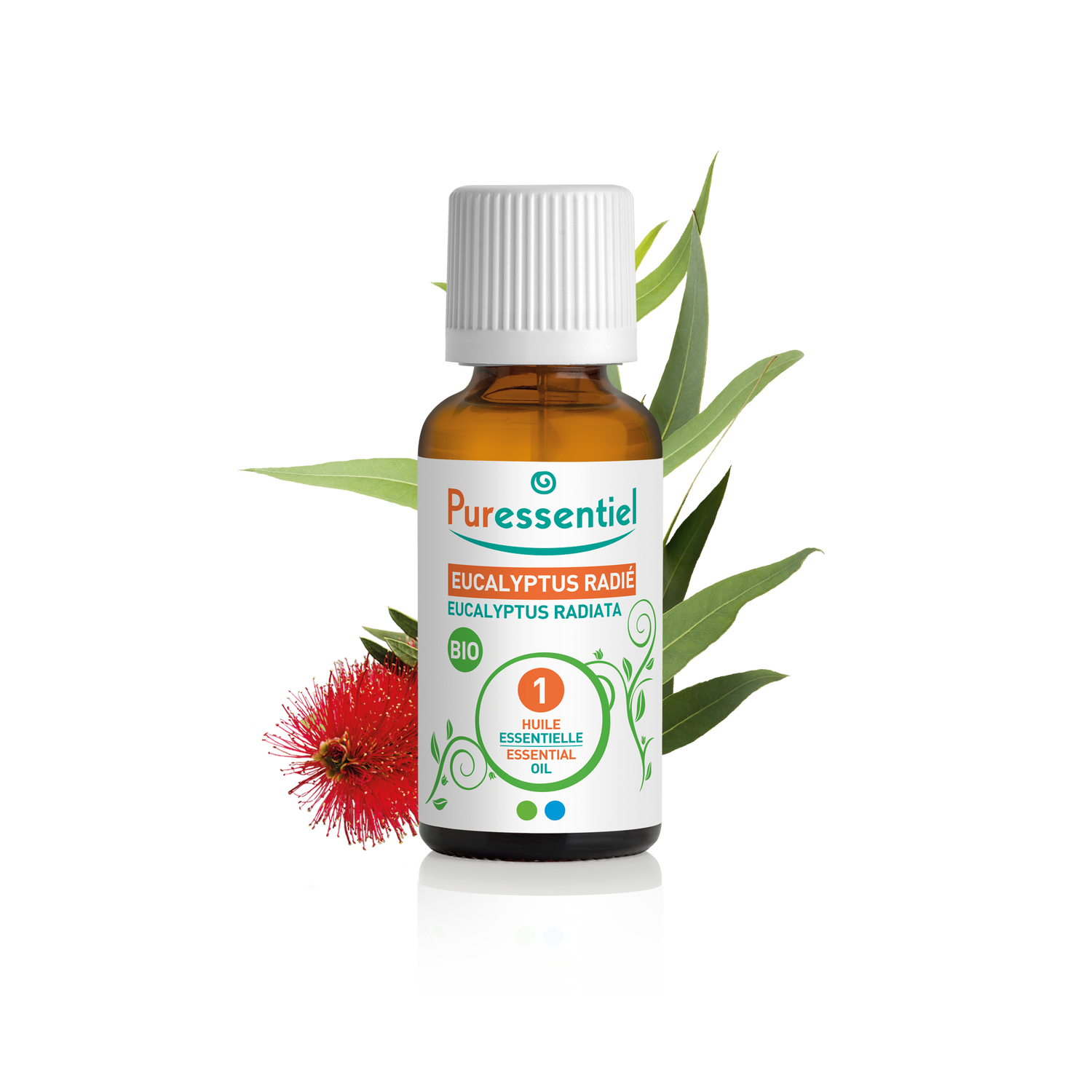 Huile Essentielle Eucalyptus Radié BIO