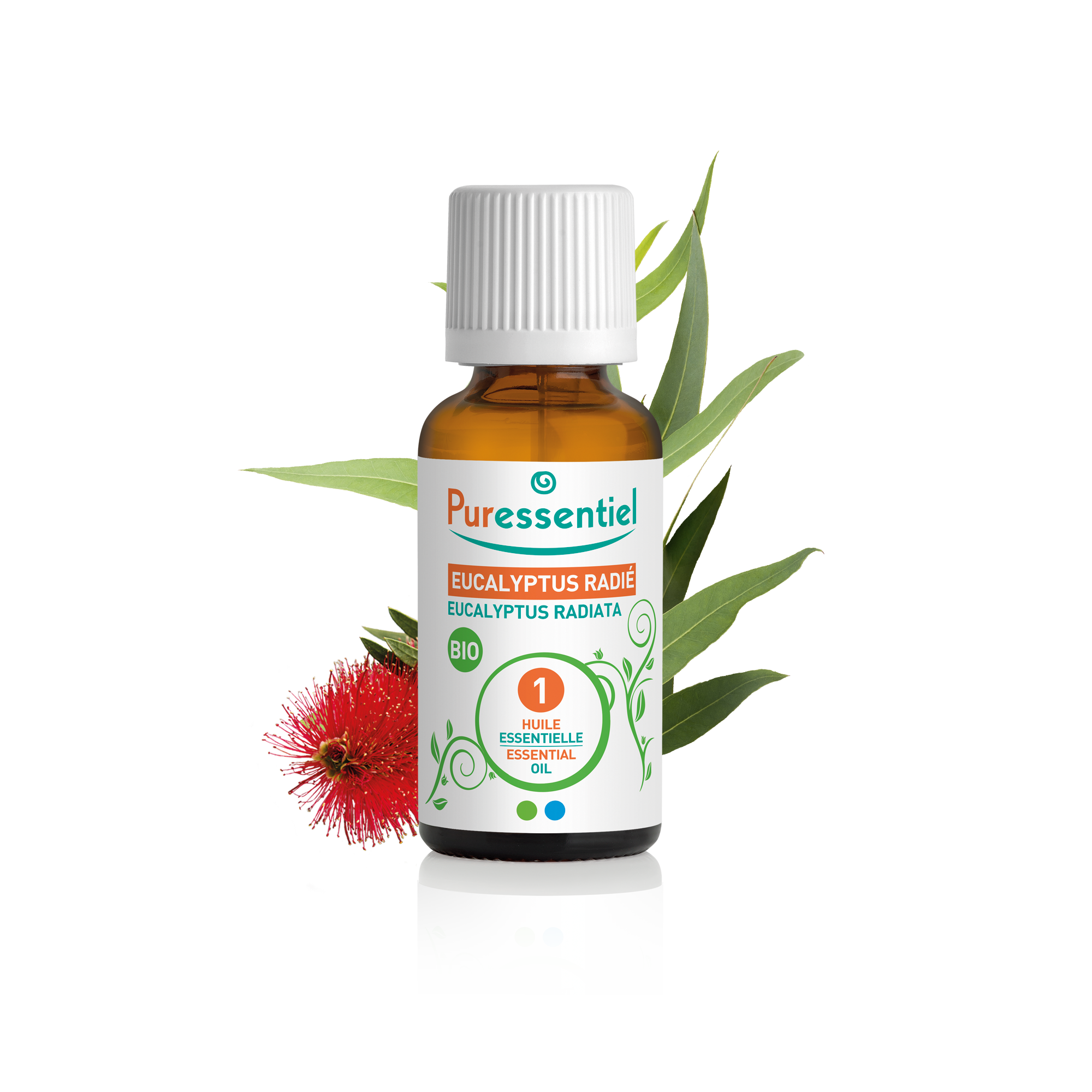 Huile Essentielle Eucalyptus Radié BIO